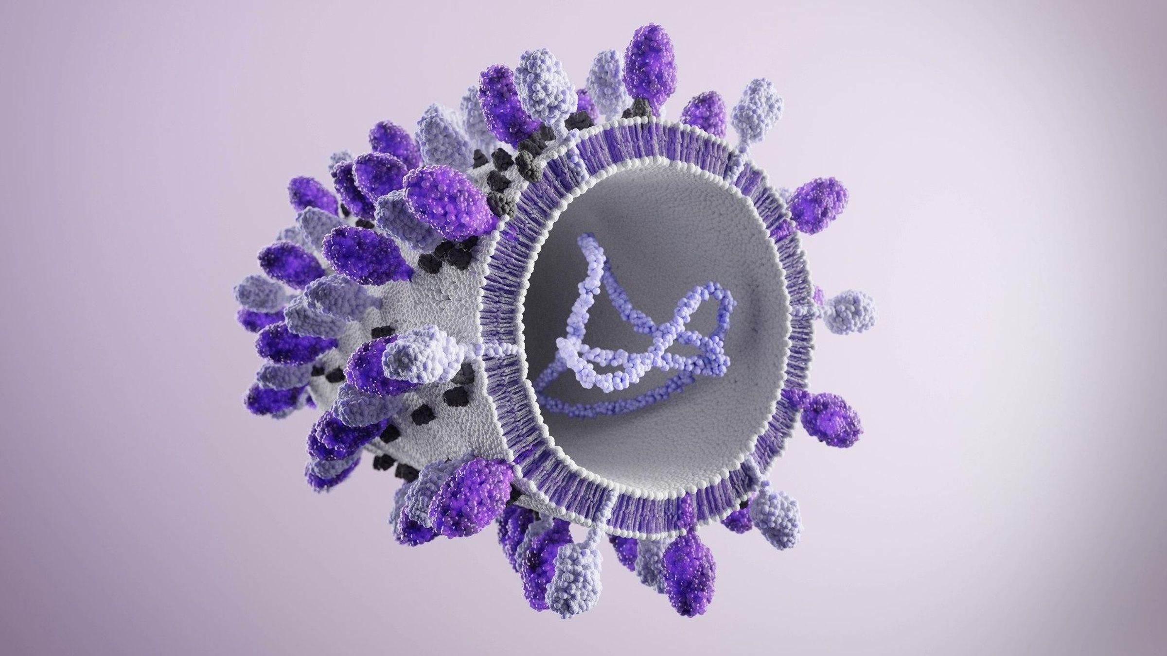 A microscopic illustration of a spherical form, with a cutaway section revealing its internal structure. The outer surface is covered with purple and white structures, and inside, a purple strand of molecules is visible.