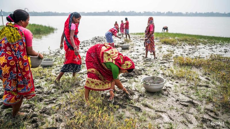 Several women working together on a muddy shoreline, carrying basins and planting mangroves to create a natural barrier against climate change. Tiku Das, wearing a pink sari, bends over at the water's edge to carefully plant mangrove stems in the mud for the Sundari project.
