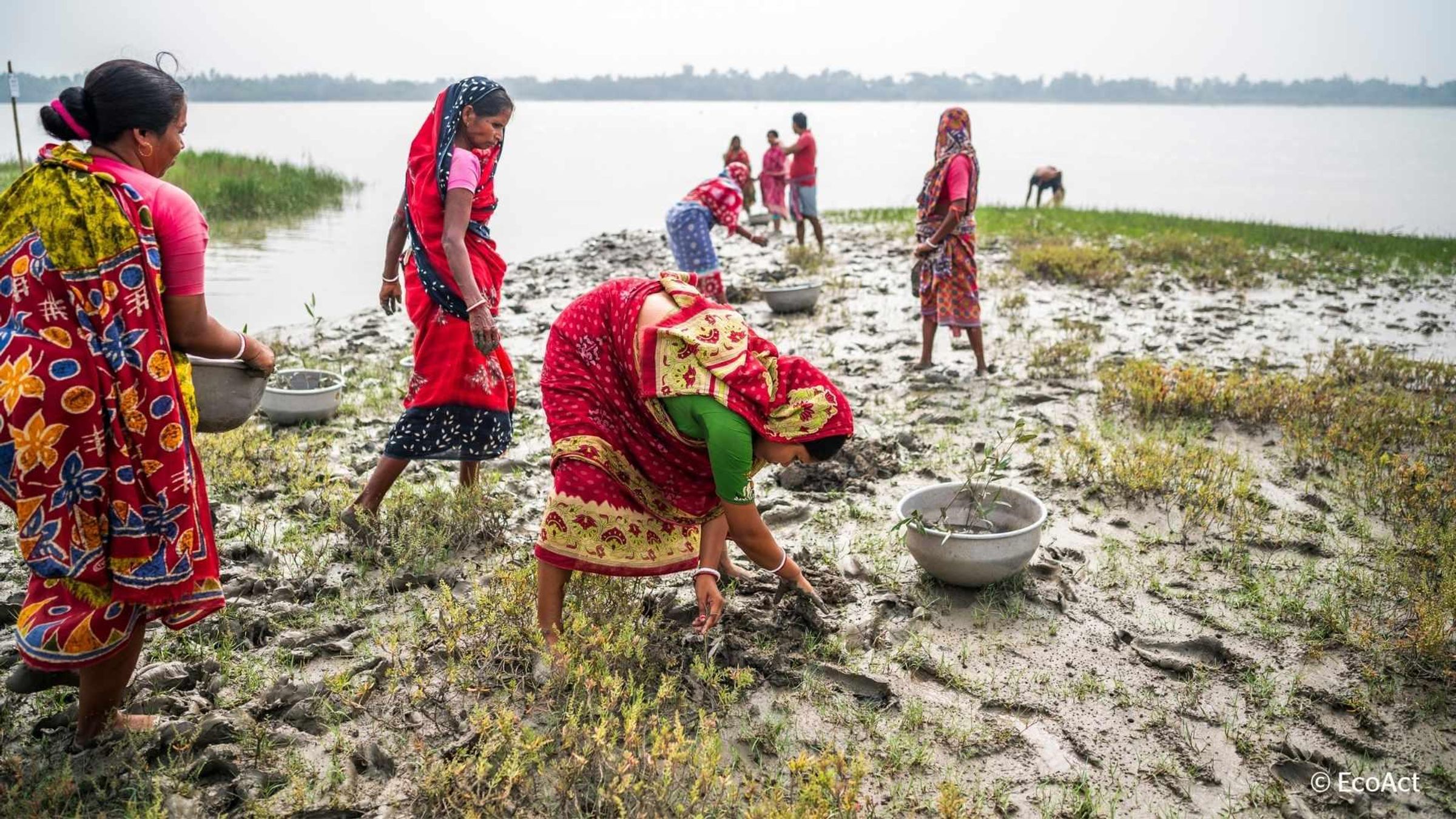 Plusieurs femmes travaillent ensemble sur un rivage boueux, portant des bassines et plantant des palétuviers pour créer une barrière naturelle contre le changement climatique.