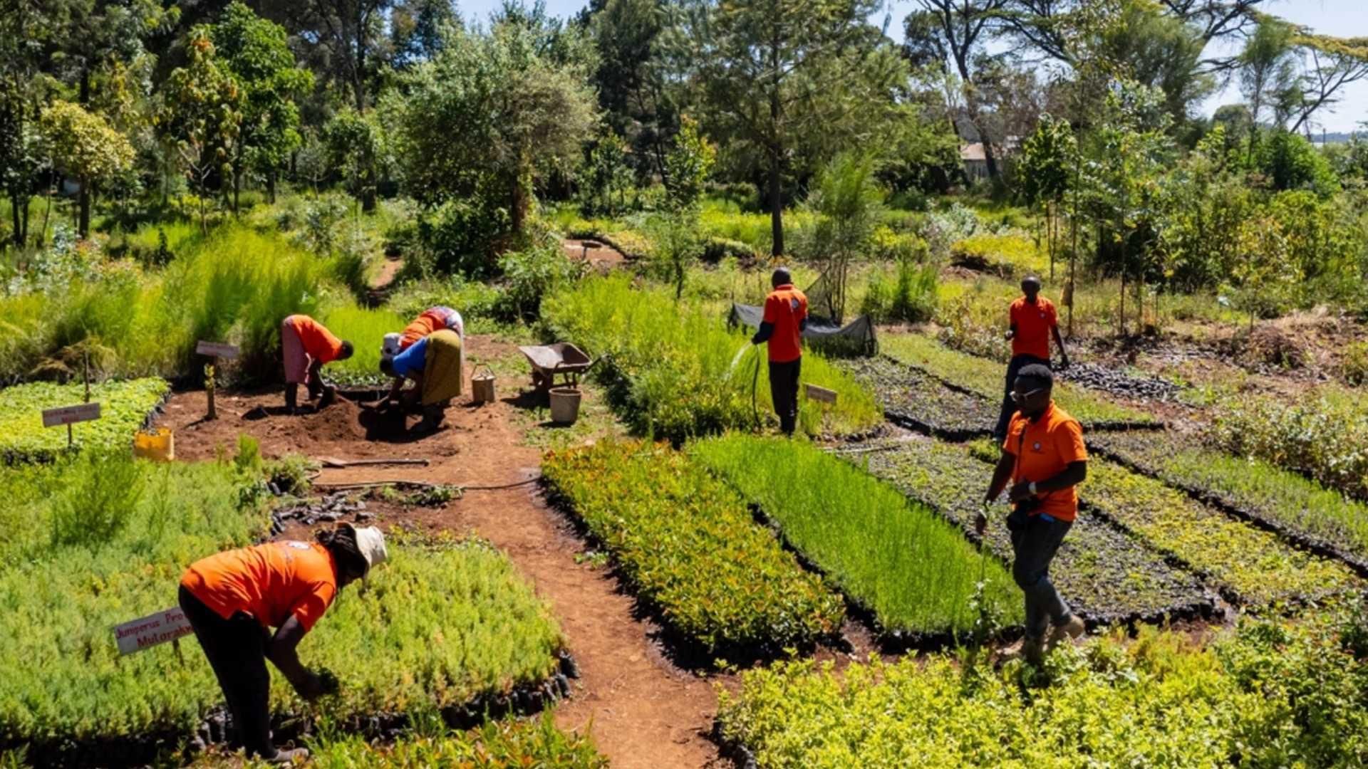 Vue large d’une pépinière avec des rangées de jeunes plants et de semis disposés en parcelles, où plusieurs personnes travaillent le long de chemins en terre entourés de végétation dense. La scène illustre les activités du projet d’agroforesterie régénérative du Mont Kenya à Nyahururu, Kenya