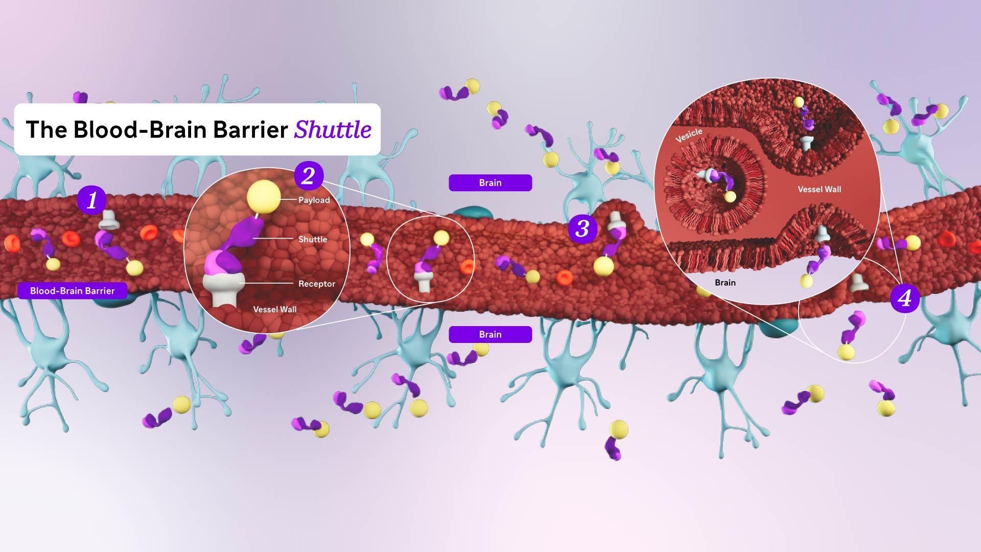 An overview of how Sanofi’s Blood-Brain Barrier (BBB) Shuttle delivers a medicine into the brain. The 4-step process shows a shuttle moving through a blood vessel, binding to a receptor on the wall of the blood vessel, being engulfed and transported across the vessel wall, and releasing its payload on the other side of the BBB, delivering the payload to the brain.