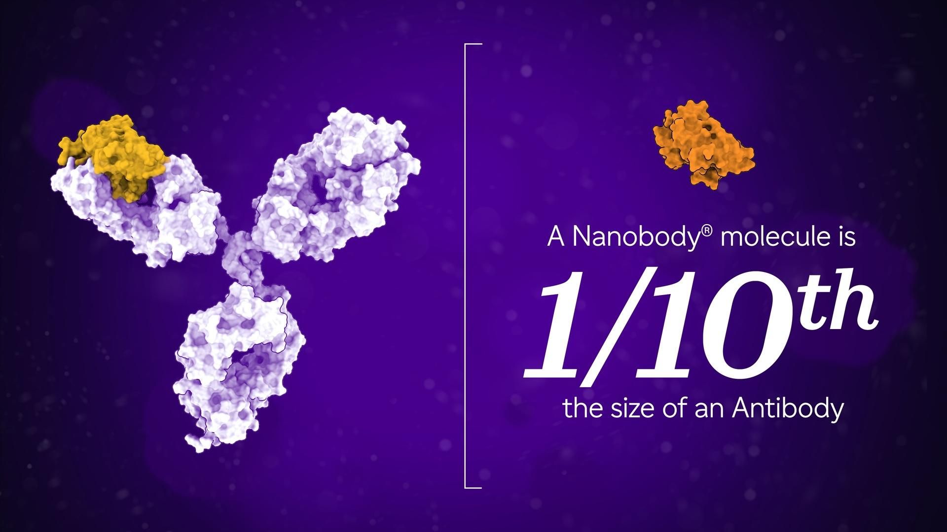 Diagram comparing the Y-shaped structure of a traditional antibody to the smaller, single-domain structure of a Nanobody.