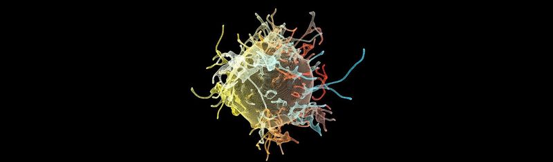 Microscopic visualization of a cell with colored filaments in blue, green, yellow and red on a dark background