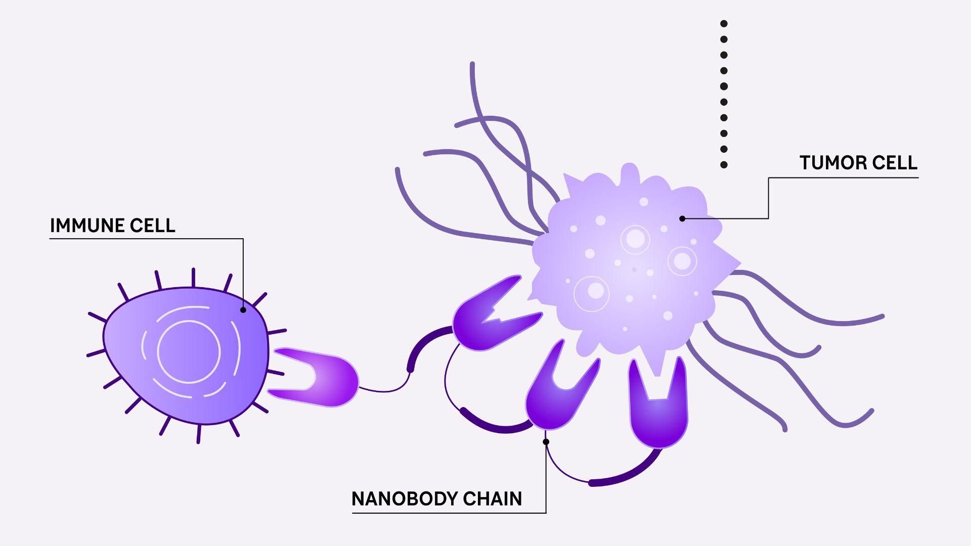 Each building block of the NANOBODY molecule can bind tightly to a specific protein, for example on the surface of a tumor (right) or immune cell (left)