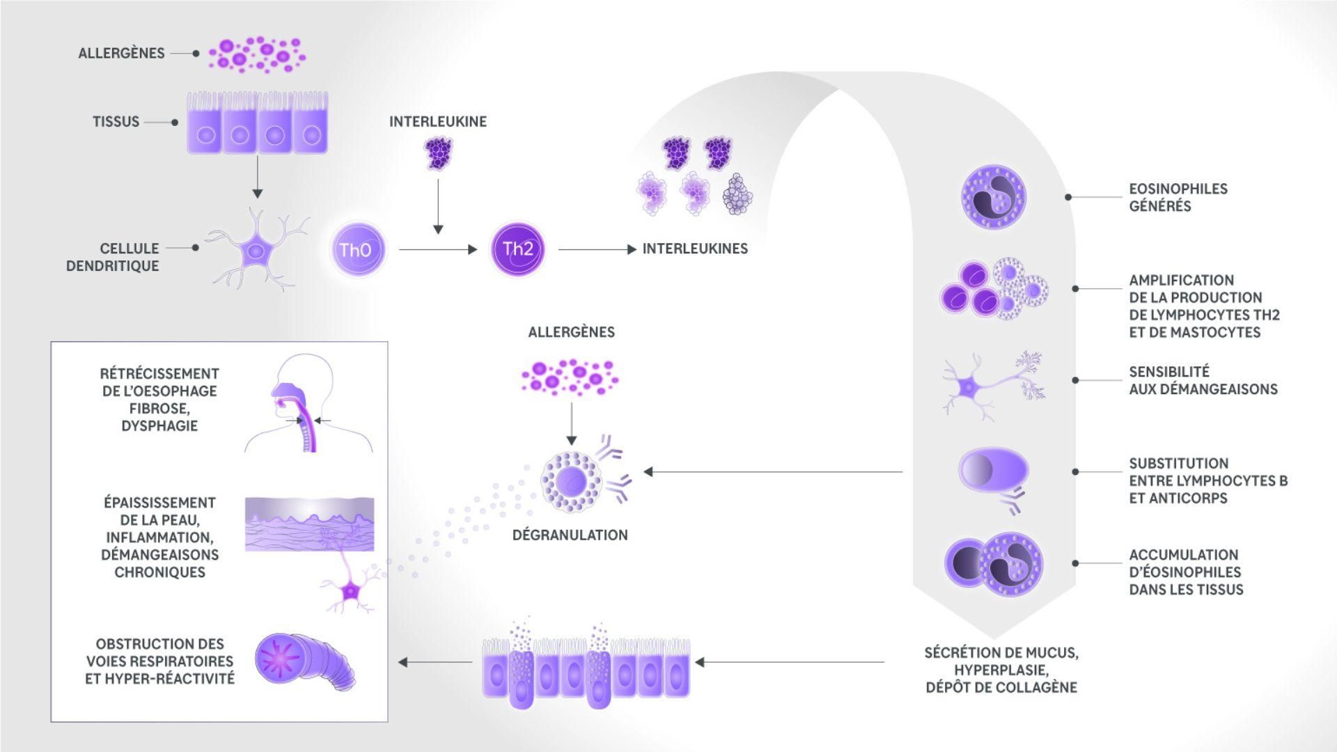 Les allergènes ne sont que l'un des déclencheurs potentiels de cette réponse immunitaire hyperactive, qui peut entraîner des troubles cutanés, de la respiration et de la déglutition