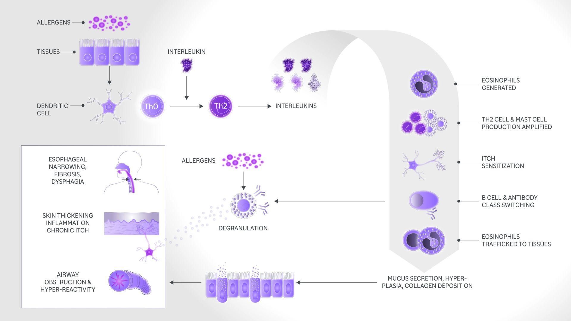 Allergens are just one potential trigger for this over-active immune response, which can lead to conditions that affect the skin, breathing, and swallowing