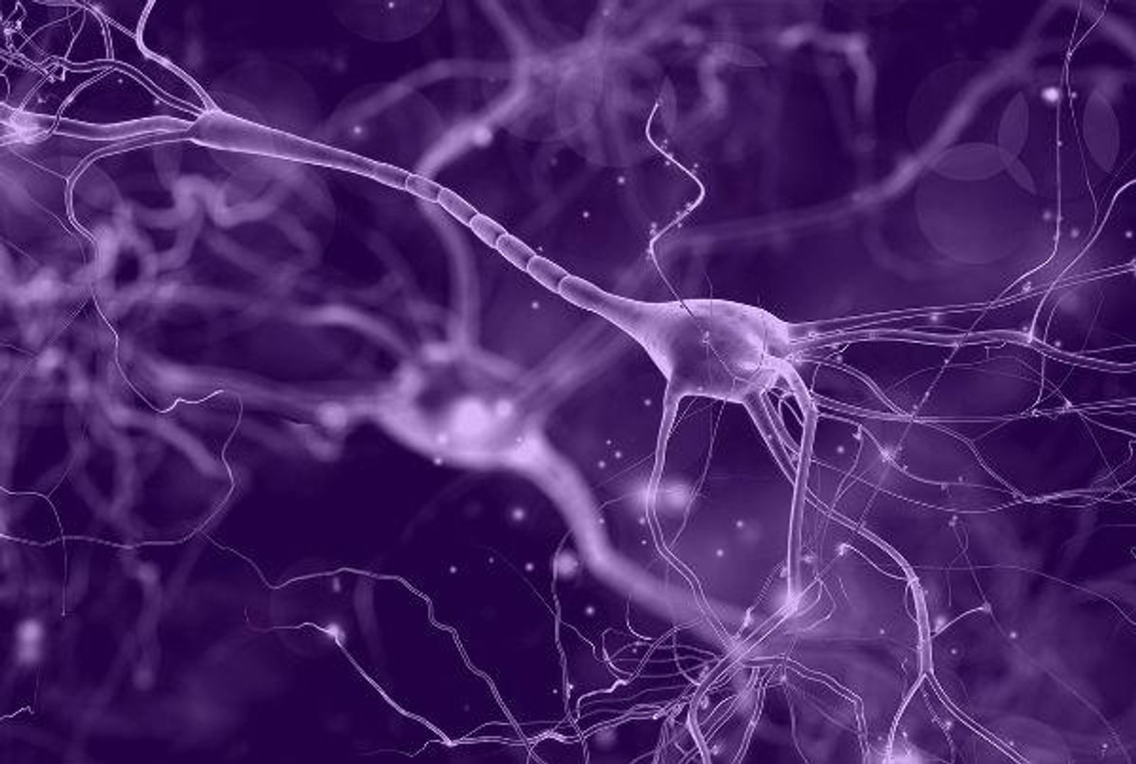 Microscopic view of nerves